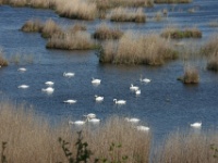 2016-05-11 15h52m10 - Veel zwanen - Gerda van der Meer